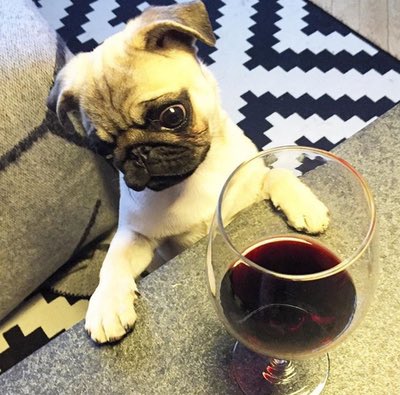 cookiedabooboo's tweet photo. Looks like our intern has the right idea #NationalWineDay 🍷 https://t.co/BoV3aJsYTr
