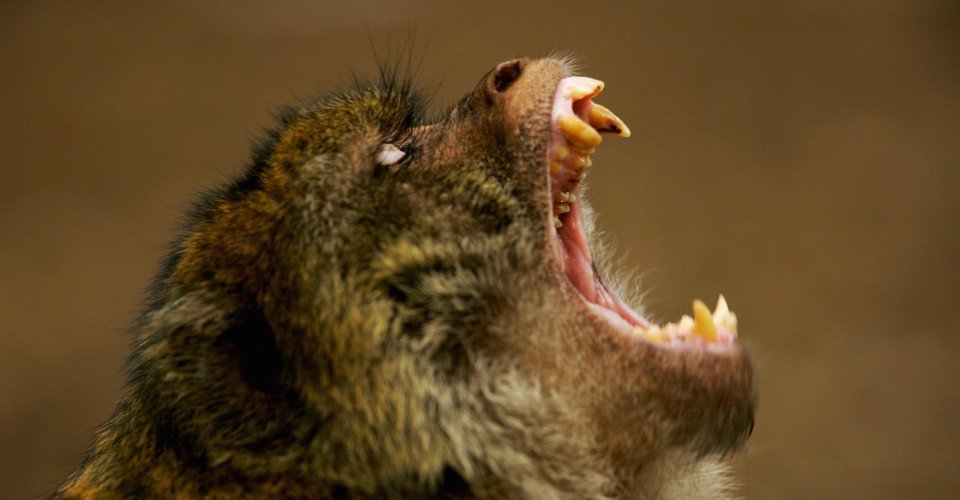 35DevPlace's tweet image. Why wisdom teeth are so much trouble. ow.ly/4R7e30bbzIR