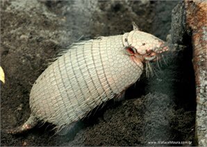 bodildp's tweet photo. Vi reiser ut i båten min, en hvit armadillo. https://t.co/hehmfPOzqd