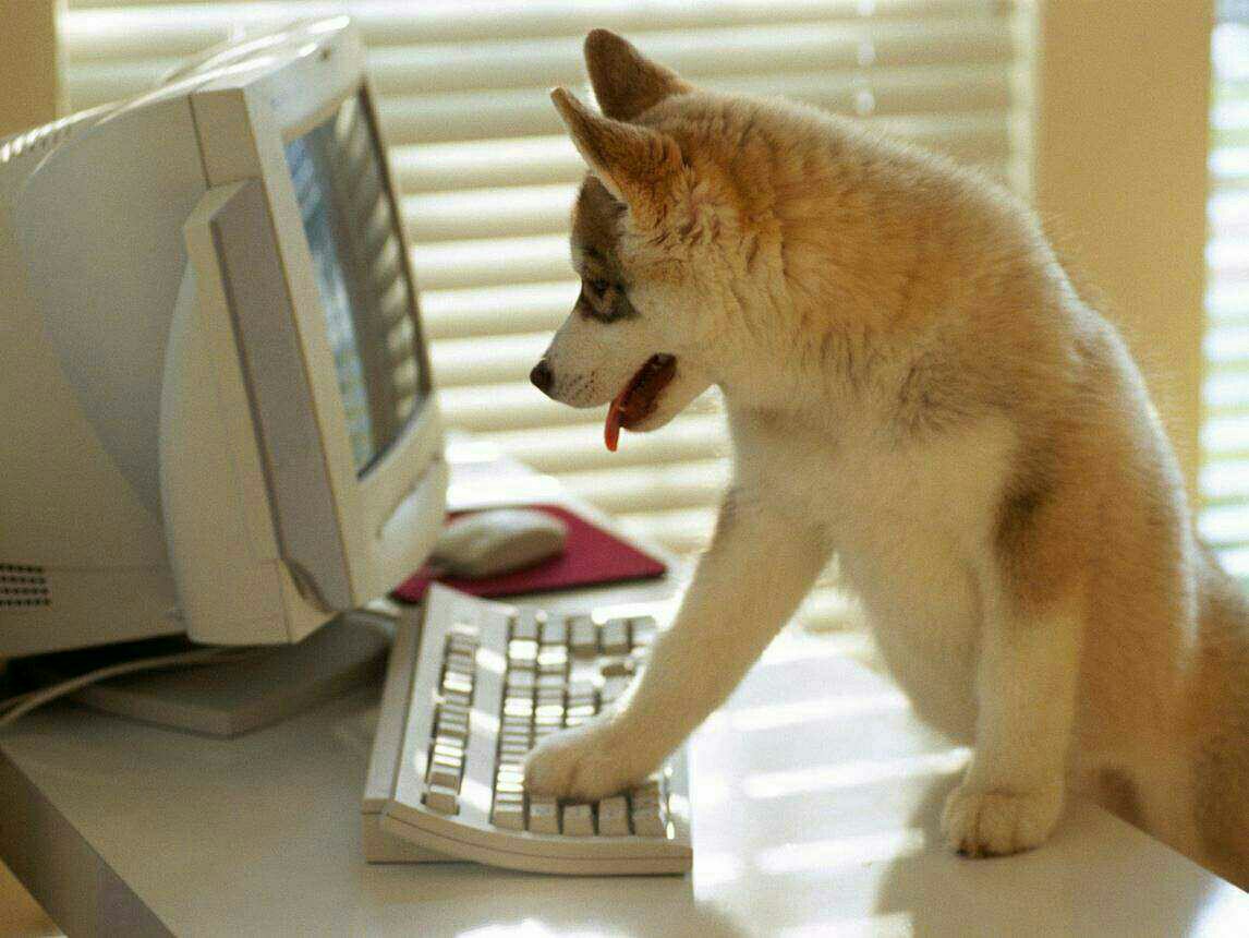 StephanieMPatc2's tweet photo. Meet rocky. He is the bank accountant! https://t.co/3gRydHMOia