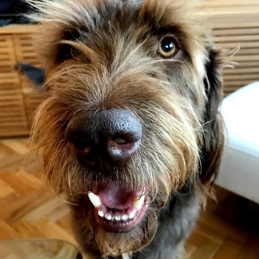 labraniche's tweet photo. hello to all my friends and fans around the world! 🐶🐾 #labradoodle #labradoodlesofinstagram #madrid #spain #iloves… https://t.co/FlTUosnUPH https://t.co/Fub5Aj33Ot