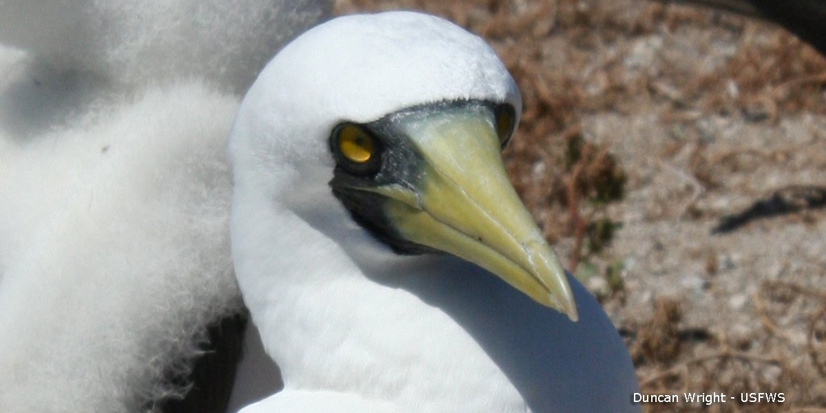 TopBirdingTours's tweet photo. Dubbed stupid “booby” by Capt Bligh's Bounty sailors, Masked Boobies use smarts &amp; situational algorithms to succeed. https://t.co/NyfA2KrHA6 https://t.co/JvWX4HEKV0