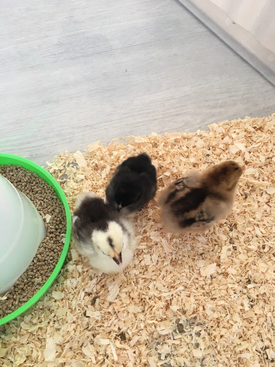 Today we said goodbye to the chicks. 🙁 They have gone to live happily ever after at Hayrack Church Farm. 😀hayrackchurchfarm.co.uk/contact.html