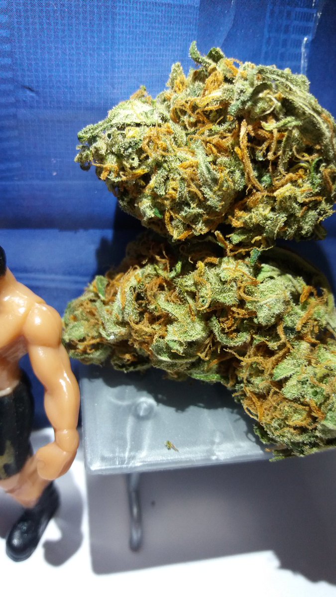 Allcity420's tweet photo. 🇪🇸 Blackberry Lime Haze 🇪🇸 #allcity420 #blackberry #lime #haze #ukcannabiscommunity #barcelona #london https://t.co/rf1Iuwt13x