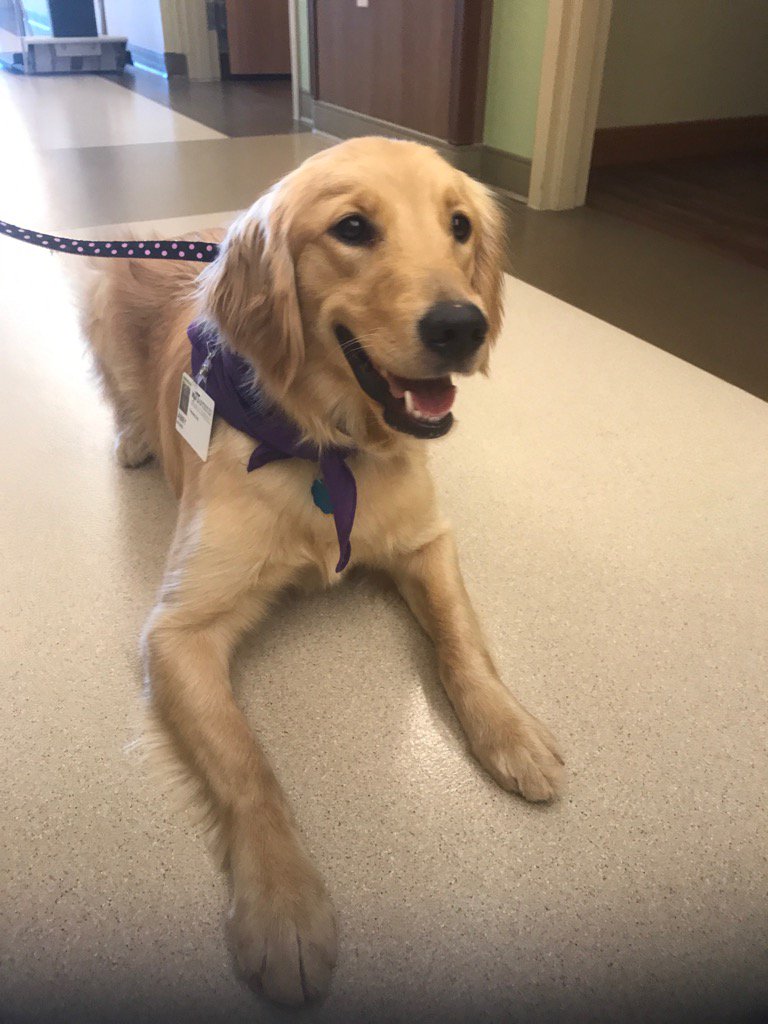 NEABaptGiving's tweet photo. Meet Abby one of our newest volunteers.  She's a licensed Therapy Dog who loves to visit patients. https://t.co/JSZj7KHvlm