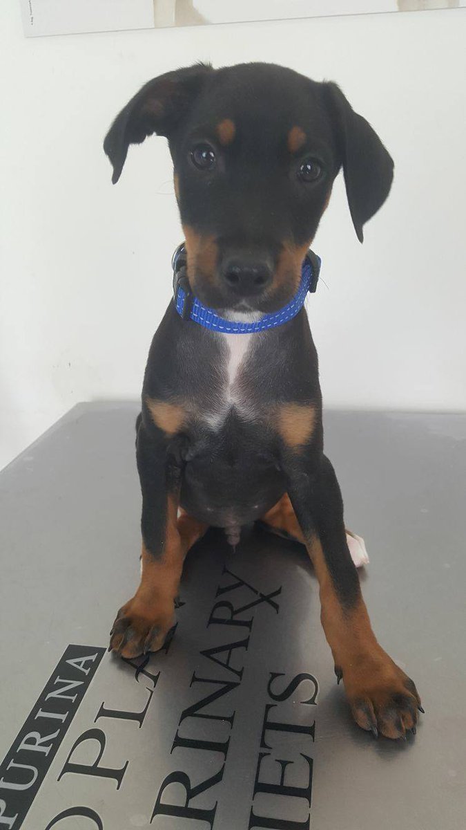 adoptamestizos's tweet photo. Nuestros benjamines ya están preparados para buscar familia: #Dom, #Dolye, #Dyma y #Deka. Ya están desparasitados, sanos y fuertes :) https://t.co/6ZP0rOnQ2M