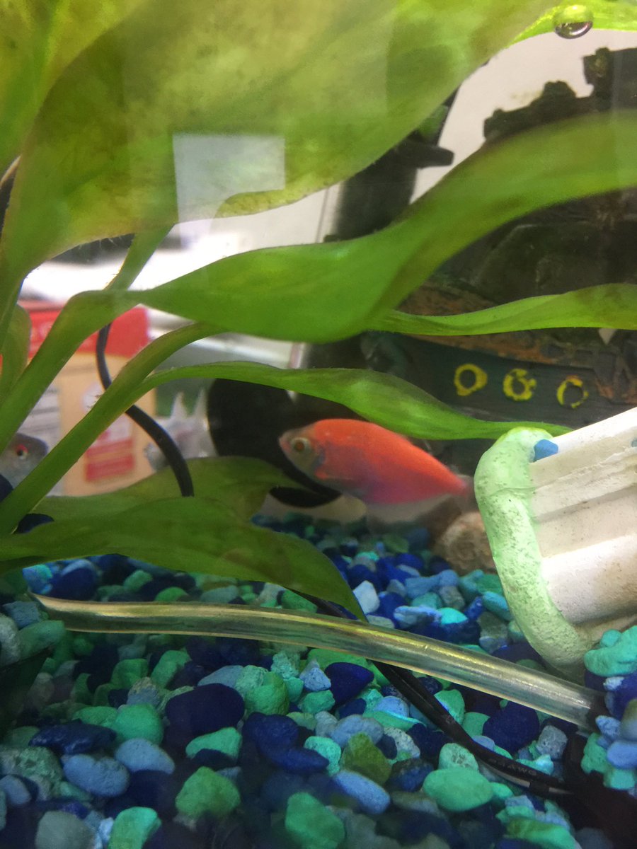 froggysfog's tweet photo. We've inherited a fish. What should we name it? #fish #Poll #fishingpoll? https://t.co/30SOKKoraM