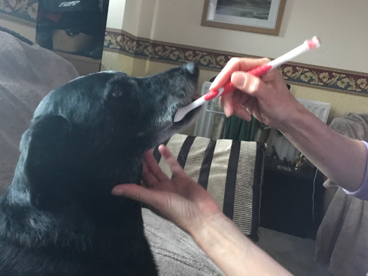 @beaphar getting my teeth cleaned 😁