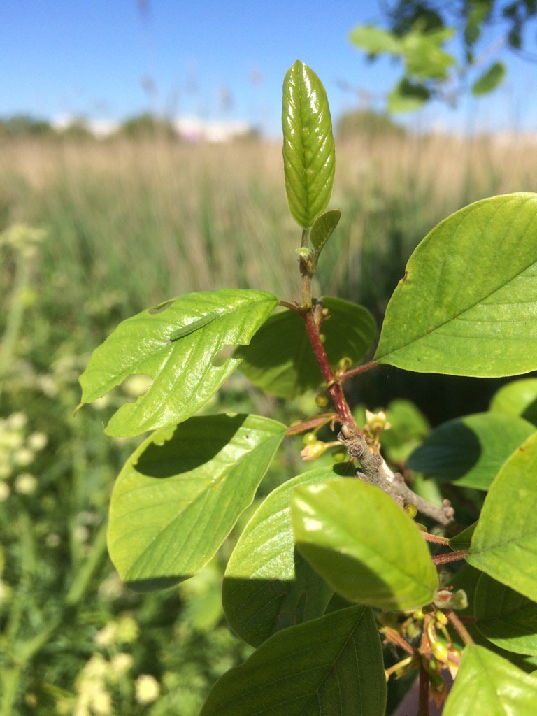 Calybites's tweet photo. Brimstone butterfly caterpillar on Alder Buckthorn @RSPB Radipole Lake Nature Reserve today, Weymouth, Dorset #VC9 https://t.co/c5PBTqWW0e