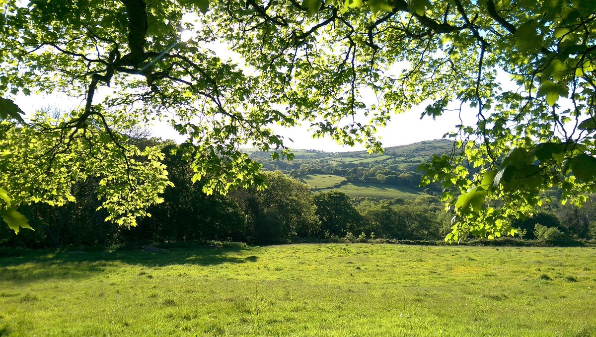 walkswithjo's tweet photo. Stunning evening light on Dartmoor earlier. I do love a back-lit leaf! https://t.co/lljcUMJUtl