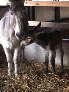 tractor_tim's tweet photo. Dinky our Donkey has had her foal #babyanimals #jenny #donkey #lovedonkeys #tattershallfarmpark https://t.co/Hi2cDH9T6Q