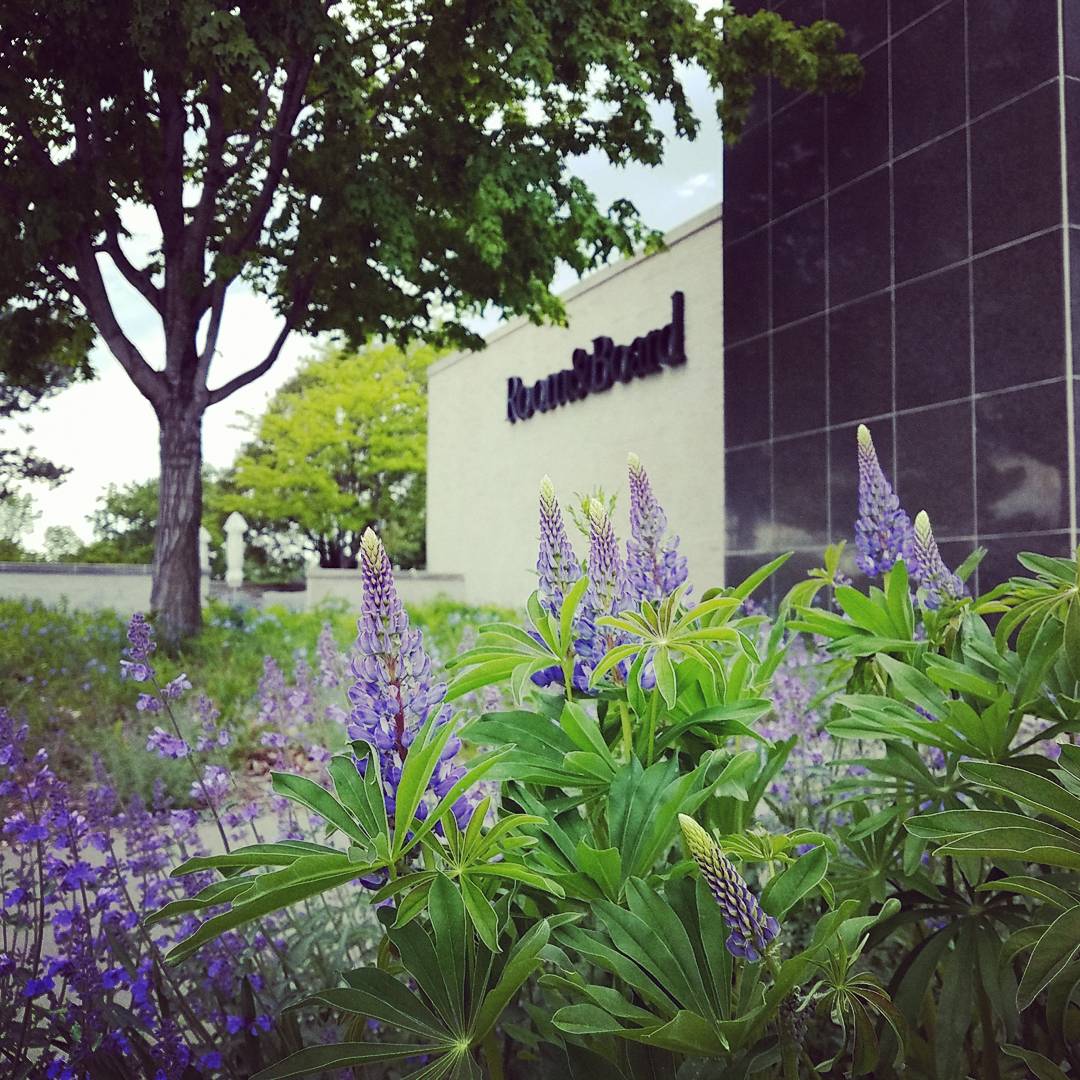 Urban_Ecosystem's tweet photo. @roomandboard Urban Meadow is starting to dance. #meadow #postnative #landarch #pollinators https://t.co/6hqQoCxclJ