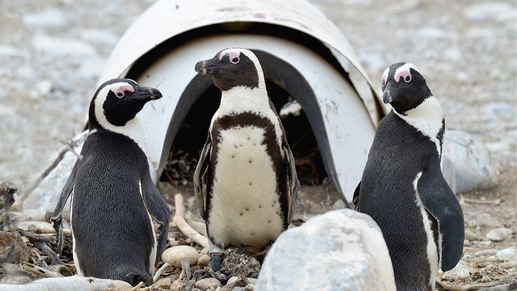 Kickstarter's tweet image. Learn how @zoos_aquariums is working to protect endangered African penguins — and how you can help: kck.st/2rFjtfs