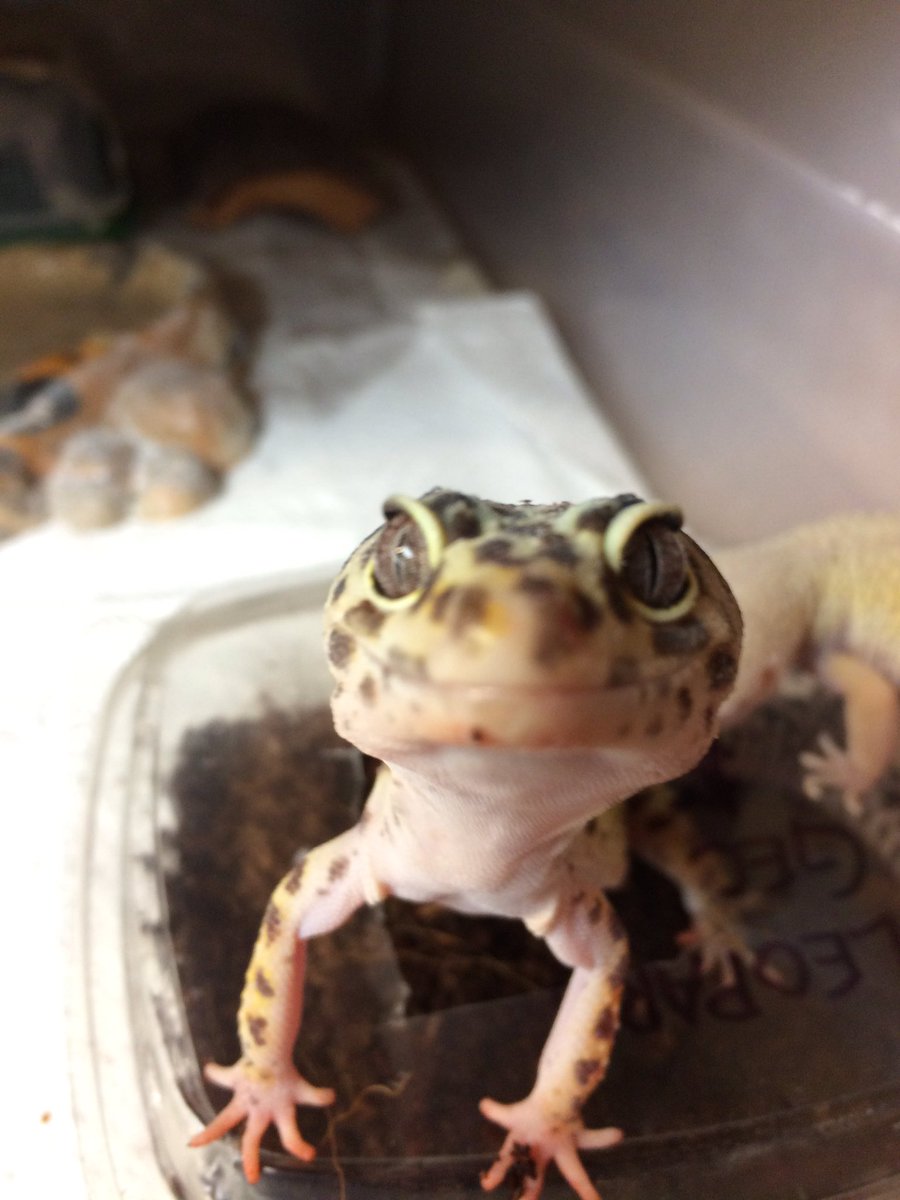 Memorypathherps tweet picture