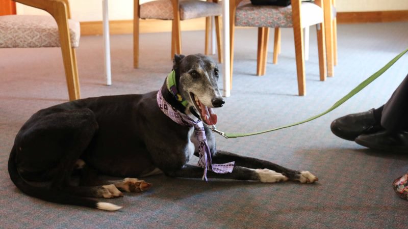 Sammy the therapy Greyhound brightened the day of all he visited.
He will be greatly missed 🐾

Read Sammy's story: bit.ly/2r2Vbv2
