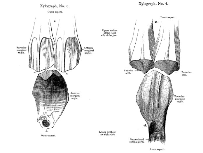 ThisDayInDinos's tweet photo. On this day in #dinosaurs, Gideon Mantell published a paper about Iguanodon teeth: https://t.co/kI3ypFiEFX #TDIDinos https://t.co/qCzIz0xXf6