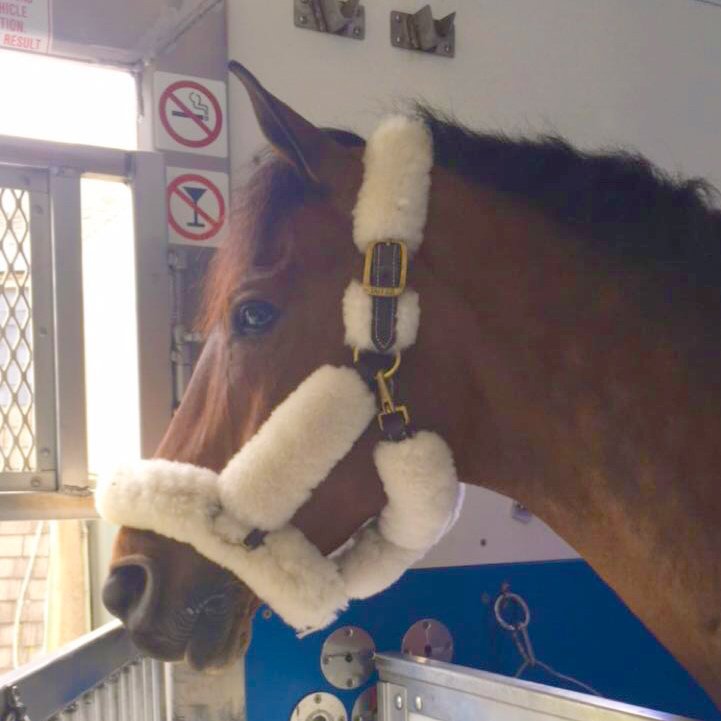 BDJEventing's tweet photo. Carlevo on his way to catch his plane! #IrelandHereWeCome https://t.co/uIdtM5CFAB