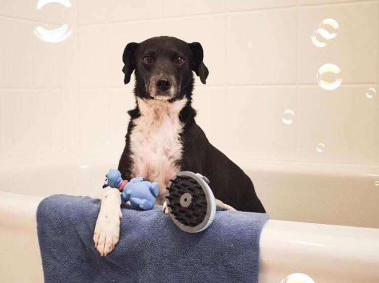 miupetofficial's tweet photo. 🛀🐶I just feel like the bath time, it's really enjoyable with this thing, the #miupet multifunctional pet shower massager🐾❤️
#miupetpetshower https://t.co/oC3Fi2nZgY
