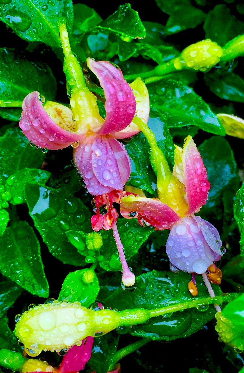 mandolajoe's tweet photo. #Fuchsia in the #rain
#Spring_Flora https://t.co/CQqKReQr2N