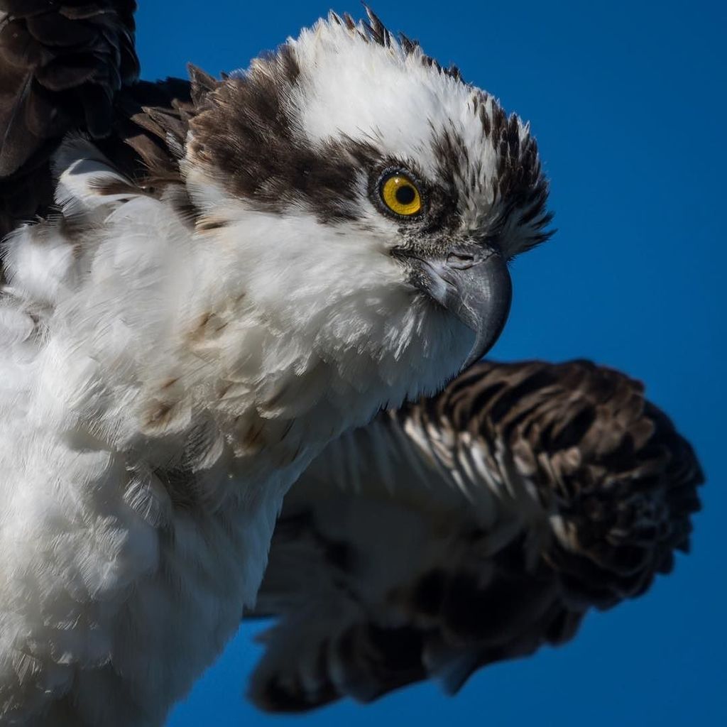 nikographer's tweet photo. #osprey #virginia #va #birds #birdsofinstagram #only_raptors #vabirds #nikon #nikographer #d500 https://t.co/Ju3MwEnvIh https://t.co/nivqBGRwQk