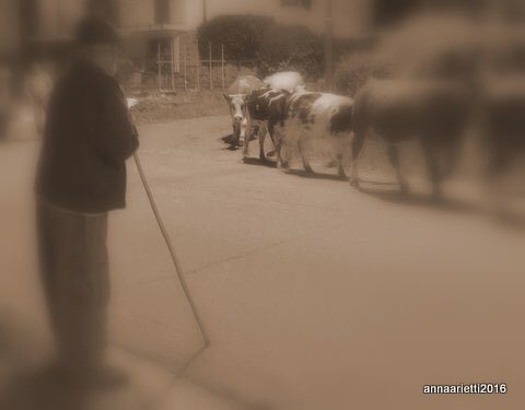 eneagrosso's tweet photo. Pensieri in #transumanza #Brusnengo @annaarietti #docbi @BiellaTurismo https://t.co/RhwgainEnJ