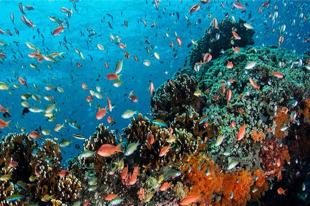 UN's tweet photo. We must protect the bounty &amp; beauty of the sea - @EdwardNorton ahead of UN #SaveOurOcean Conference: https://t.co/gtiqEdY4Ke #globalgoals https://t.co/Rjip3shBOH