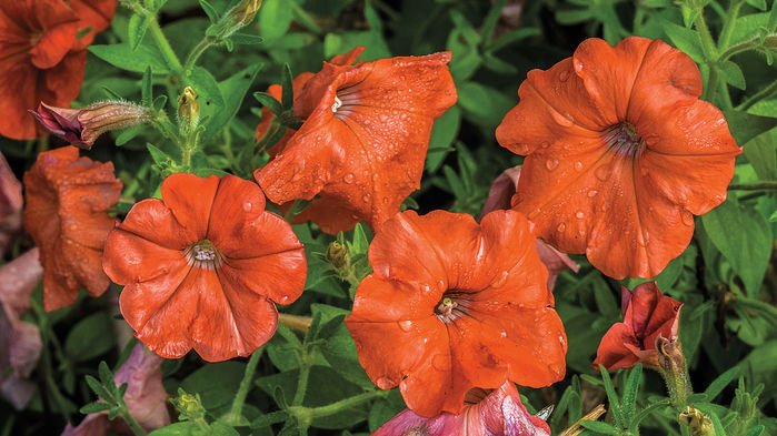 Great weekend reading from <a href="/sciencemagazine/">Science Magazine</a>: How the transgenic petunia carnage of 2017 began sciencemag.org/news/2017/05/h… #plantsci