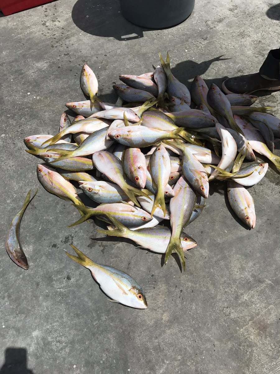 bonerack154's tweet photo. 6 foot seas were nothing!!! Caught a boat full @Bass2Billfish #yellowtail #snapper #bigfan #BudAndMarys #tablefare #rodbent https://t.co/NQPVt1im0y