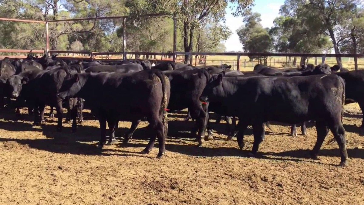 angusaustralia's tweet photo. $2,500 69 #PTIC #Angus #heifers @AuctionsPlus. 21-22 mo heifers from #Goodiwindi #Qld https://t.co/kOnMXMC7Go #AngusPremium #GrowAngus https://t.co/TTn7QDsbcK