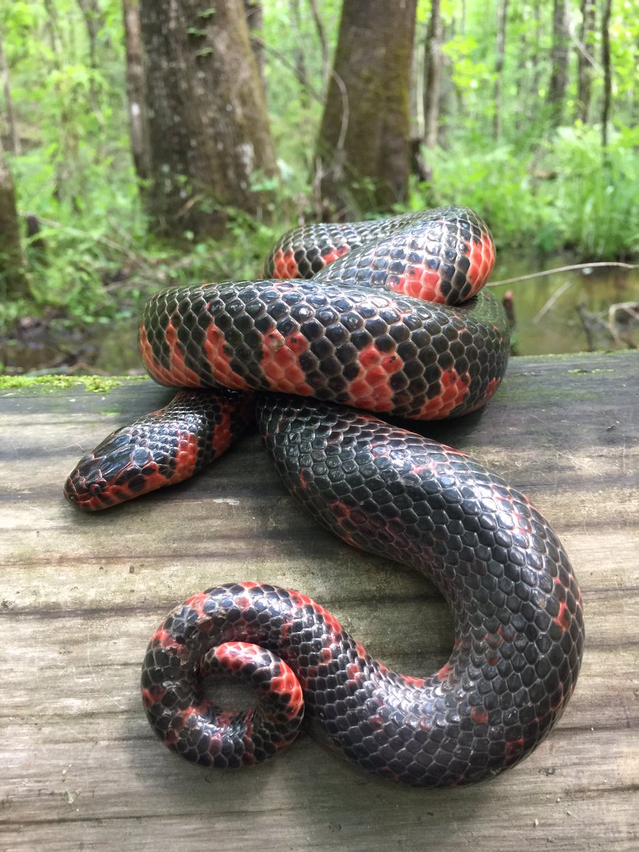 TheSnakeDude's tweet photo. Absolutely #stunning #mudsnake that was swimming in a seepage fed stream today. @OrianneSociety https://t.co/lWENNBzXYY