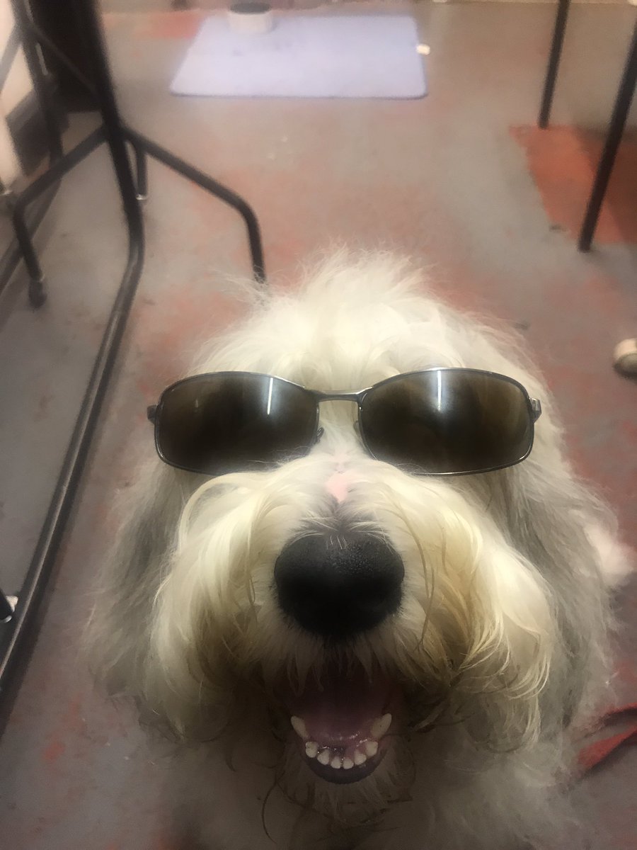 HKennedyJackson's tweet photo. Bobby is loving playing the role of Sandy in Annie @AltrinchamG he appears to have a fan club. Well done so far to a hugely talented cast! https://t.co/uyIJalz8dr