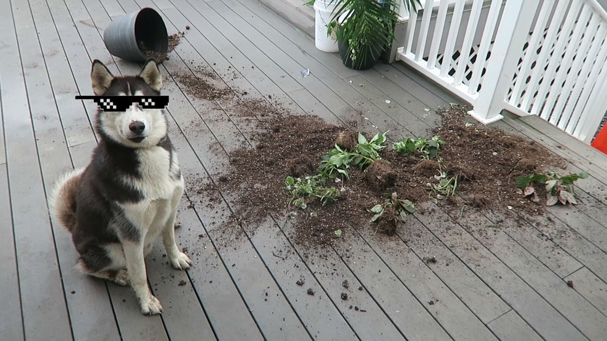 Roman Atwood tweet media