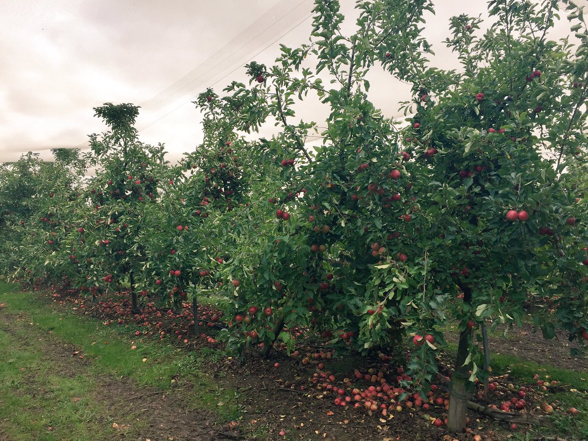Apple harvest is finishing this week in West Gippsland. Brad Fankhauser is launching a new variety this year the Gippsland Gold. #gippsnews