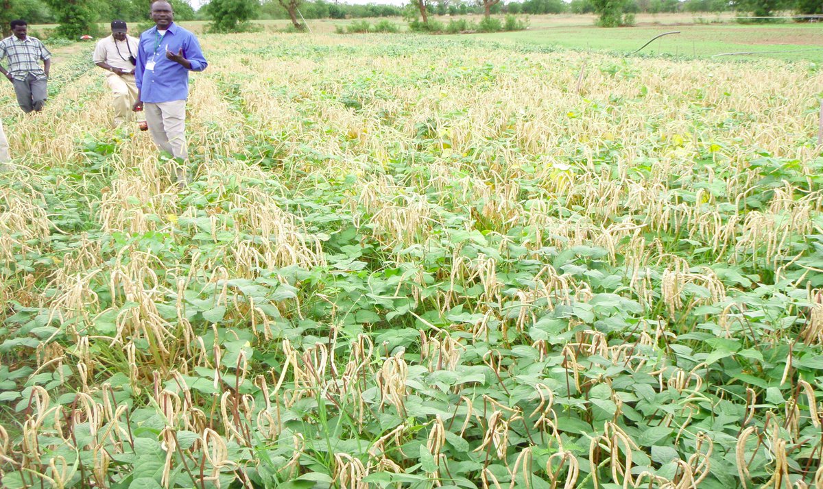 rasiedu1's tweet photo. #Cowpea Scaling Project - expect reports of major achievements from Senegal, Mali, Ghana, Nigeria at workshop #Tamale, May 29-30 @IITA_CGIAR https://t.co/jvPcs9kCP8