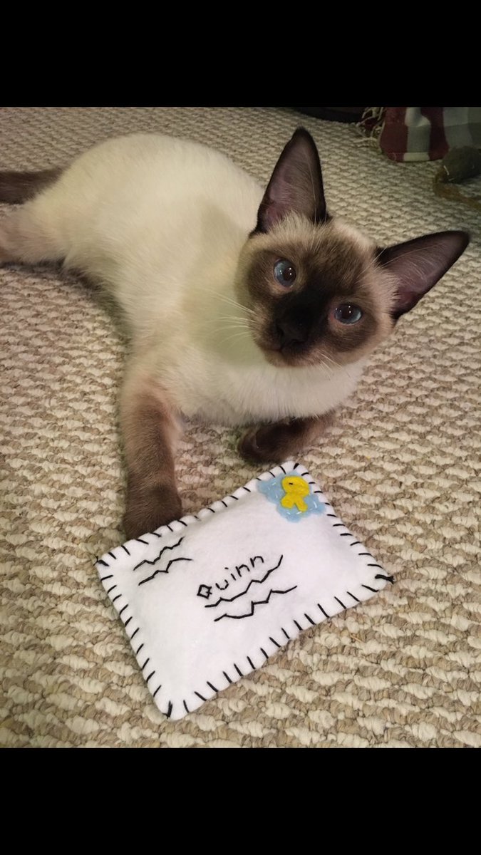 MiloAndQuinn's tweet photo. Want one for yourself? Visit the Etsy shop! https://t.co/xneuAWmGET https://t.co/sr2UMxmv00