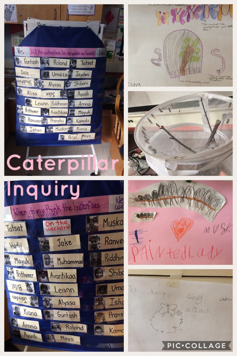 RidgeviewK3's tweet photo. Everyone is getting involved in our caterpillar inquiry. Lots of fun to see the life cycle in progress #inquiry #kindergarten @RidgeviewPS https://t.co/UjIdUn3aNr