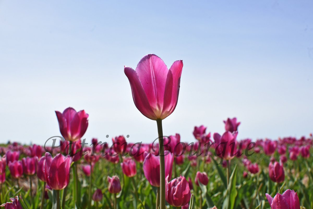 I caught the Tulip bloom in time. #Tulips #PEI <a href="/Vancofarms/">Vancofarms</a>