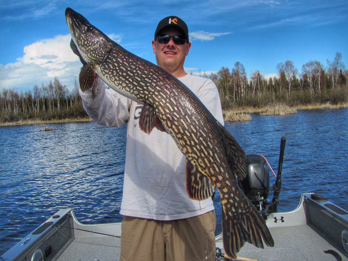northangling's tweet image. May long weekend gator!  Right after, or even as the ice comes off is definitely a great time to target pike! #fishing #exploresask #esox
