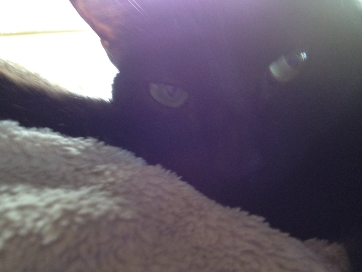 anibundel's tweet photo. I get into bed and not ten minutes later SirEats busts through the door to demand attention. #fatbastard #slightlyoutoffocus https://t.co/rD1DOMJKIv