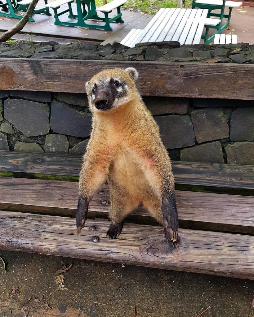 VoyagesInconnus's tweet photo. #coati https://t.co/IsFPBkBgEH https://t.co/fYcDxW7Zvr