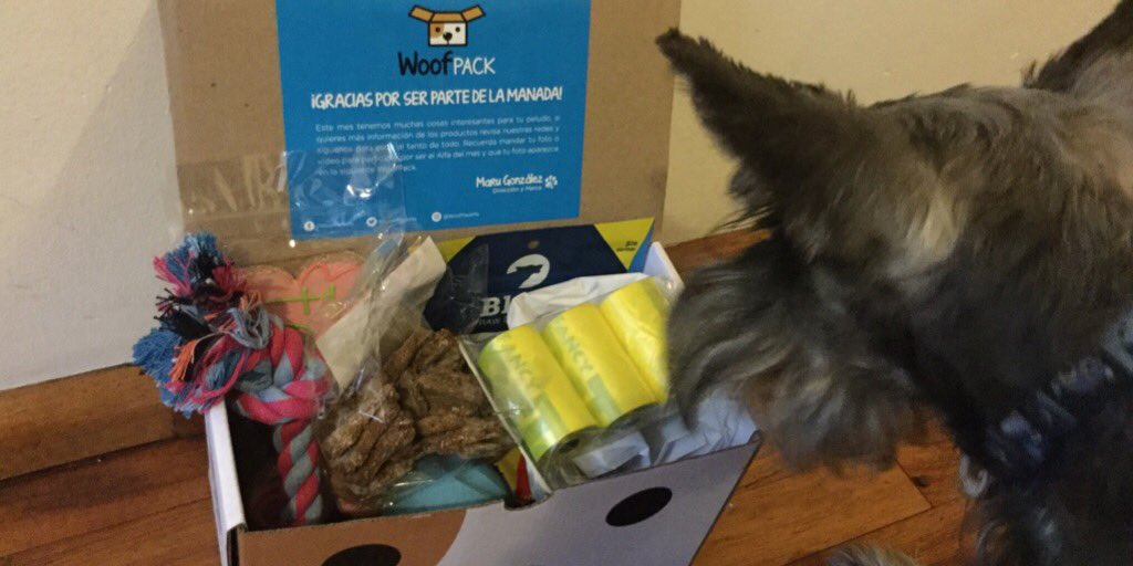 perrhijos's tweet photo. A Lola le acaban de llegar los regalos de cumpleaños de parte de  @WoofPackMx  le encantaron 🐶❤️ https://t.co/iPEQvH5GUB