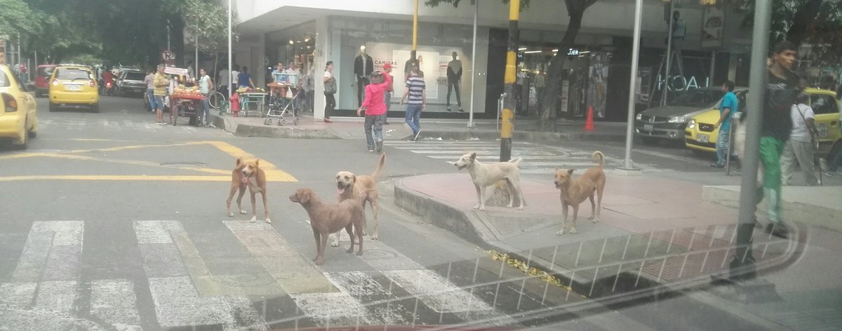 veedorcucuta's tweet photo. Así luce el centro de Cúcuta. Señores @Alcaldia1Cucuta @gobiernocucuta hagan algo, la ciudad merece respeto y proyectar una imagen decente. https://t.co/gZgKMJ5cPY