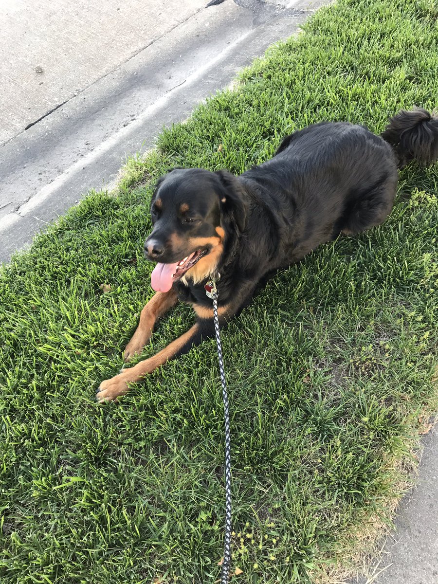 lanee1220's tweet photo. Shamus only laid down once during our walk today, for those of you who don't know him that's kind of a big deal https://t.co/MB9rnf7vUq