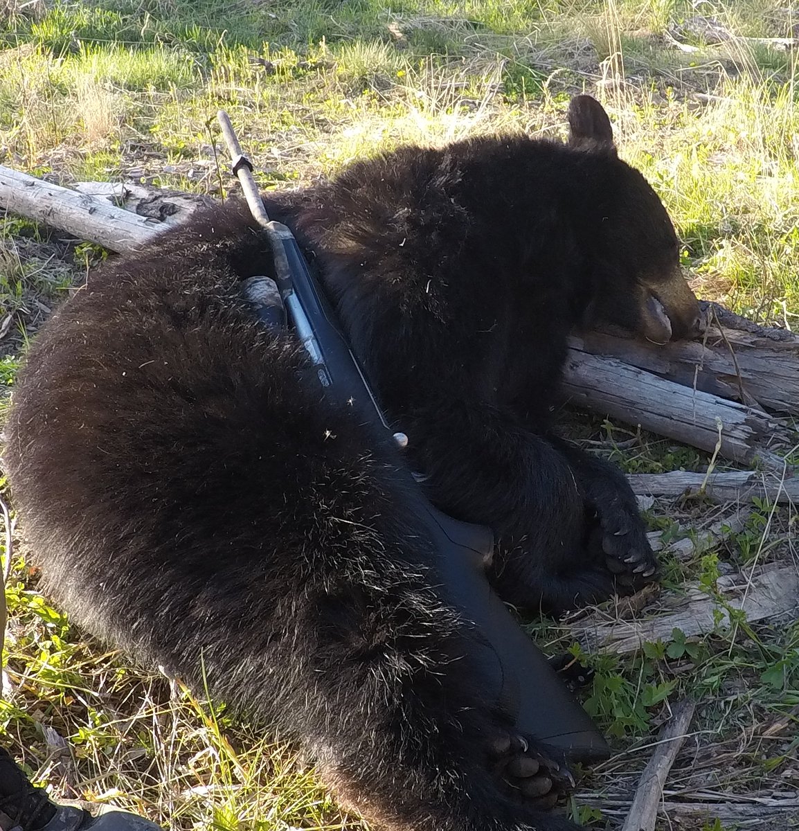 leightonbusch's tweet photo. @VortexOptics Viper hs 4-16x50 made the shot crystal clear.  I was spotting using Razor 10x42 binos. #spot&amp;stalk #huntalberta #Vortex https://t.co/9mhzNgKbTR