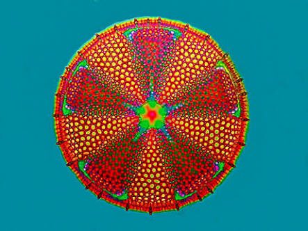 rsskaikomako's tweet photo. Guess what this is it is in water and was 2 million years old and little it is algae. #maxbrss https://t.co/Qqt9VbRnz3