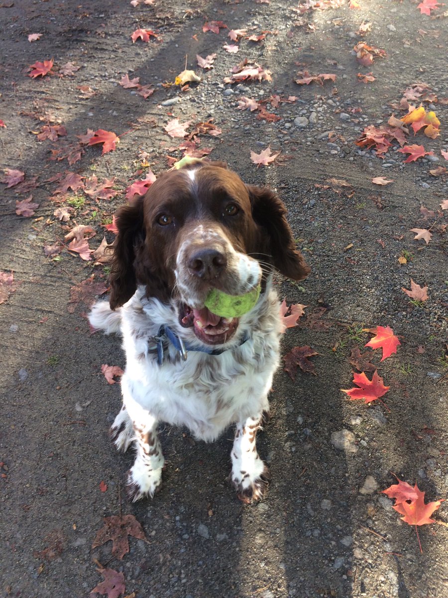 _foranimals's tweet image. My beautiful animals ❤❤❤