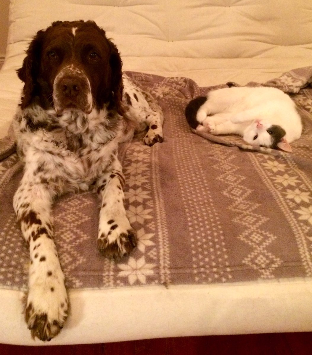 _foranimals's tweet image. My beautiful animals ❤❤❤