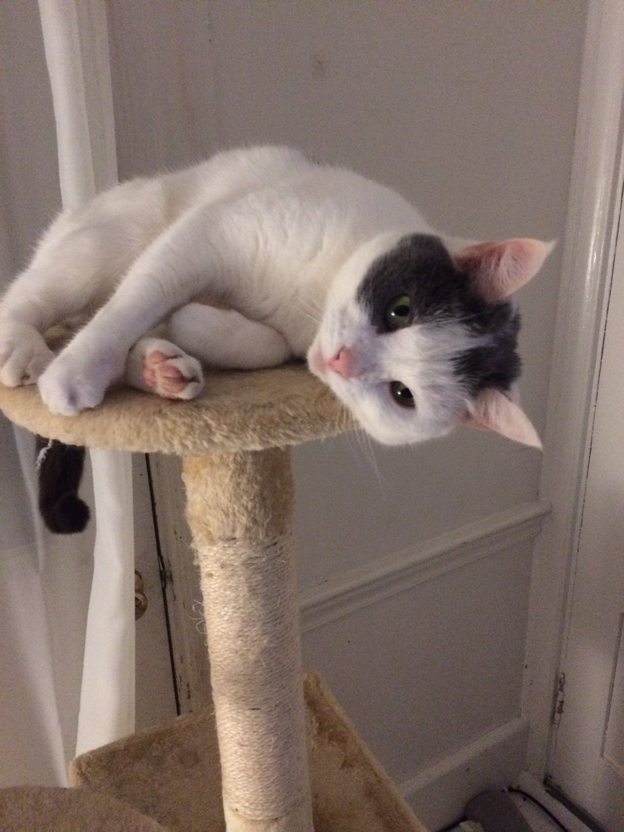 _foranimals's tweet image. My beautiful animals ❤❤❤