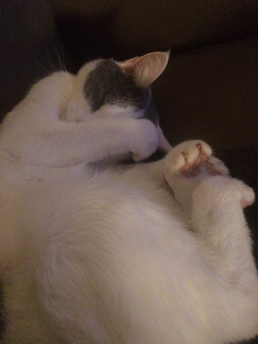 _foranimals's tweet image. My beautiful animals ❤❤❤