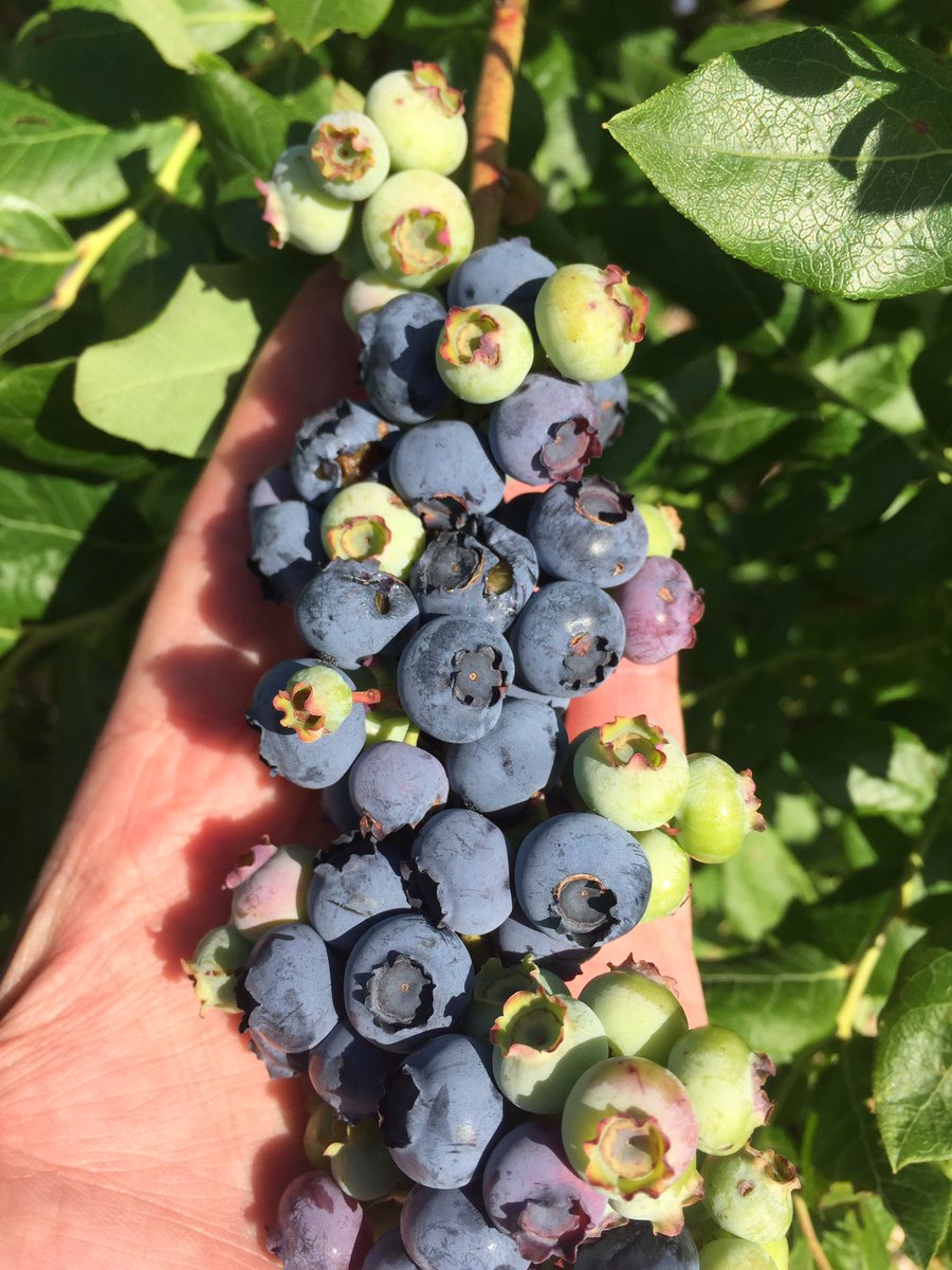 love_farms tweet picture